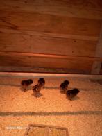 barnevelder kuikentjes, Dieren en Toebehoren, Vogels | Overige Vogels, Geslacht onbekend, Tropenvogel, Tam
