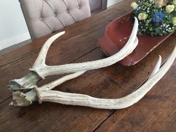 2 gewei stangen beschikbaar voor biedingen