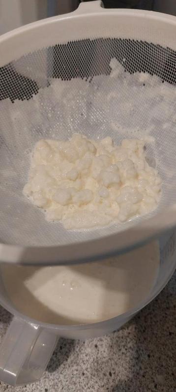 Melkkefirkorrels 100gr  beschikbaar voor biedingen