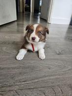 Border Collie x Border Collie Pups, Rabiës (hondsdolheid), 8 tot 15 weken, Meerdere, Meerdere dieren