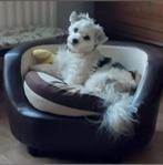 Honden oppas aangeboden 🐕🐶