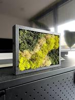 Decorative moss plant in frame, Huis en Inrichting, Woonaccessoires | Wandplanken en Boekenplanken, Ophalen, Zo goed als nieuw