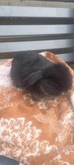 MINILOP X DWERG HANGOOR, Dieren en Toebehoren, Konijnen, Vrouwelijk, Dwerg, Hangoor