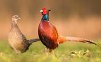 zoek een koppel bosfazanten bos fazanten fazant hen haan, Meerdere dieren, Overige soorten