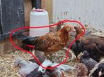 Assendelfter haan goud, Dieren en Toebehoren, Pluimvee, Mannelijk, Kip
