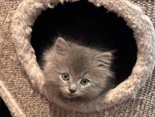 Britse langhaar x ragdoll kitten, Dieren en Toebehoren, Katten en Kittens | Raskatten | Langhaar, Kater, 0 tot 2 jaar, Ontwormd