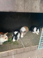 Mooie dwerg konijntjes, Dieren en Toebehoren, Meerdere dieren, Dwerg