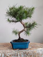 Pinus Halepensis Bonsai, Tuin en Terras, Planten | Bomen, Bloeit niet, Halfschaduw, Minder dan 100 cm, Overige soorten