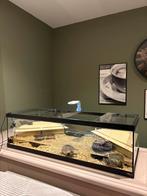 2 Muskus schildpadden + aquarium, Dieren en Toebehoren, Ophalen, Zo goed als nieuw