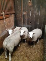 dekrammen, Dieren en Toebehoren, Schapen, Geiten en Varkens, Mannelijk, Schaap, 0 tot 2 jaar
