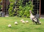 8 Mooie kalkoenkuikens, Dieren en Toebehoren, Pluimvee, Meerdere dieren, Kip