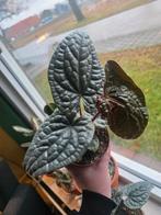 Anthurium Luxurians, Huis en Inrichting, Ophalen of Verzenden, Halfschaduw, Minder dan 100 cm