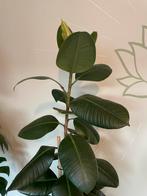 Ficus Elastica groot, Huis en Inrichting, Groene kamerplant, Ophalen, Ficus, 150 tot 200 cm