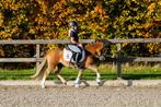 Te koop: Super brave 3 jarige kinderpony, Dieren en Toebehoren, B, Gechipt, Ruin, Dressuurpony