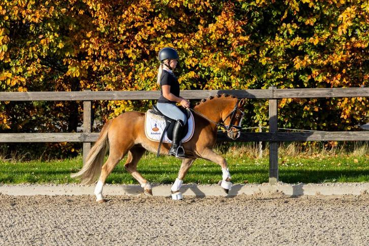 Te koop: Super brave 3 jarige kinderpony, Dieren en Toebehoren, Pony's, Ruin, B, A pony (tot 1.17m), Dressuurpony, 3 tot 6 jaar