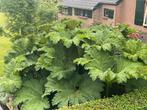 De echte grote gunnera manicata goed geworteld in grote kuip, Ophalen, Zomer, Vaste plant, Bodembedekkers