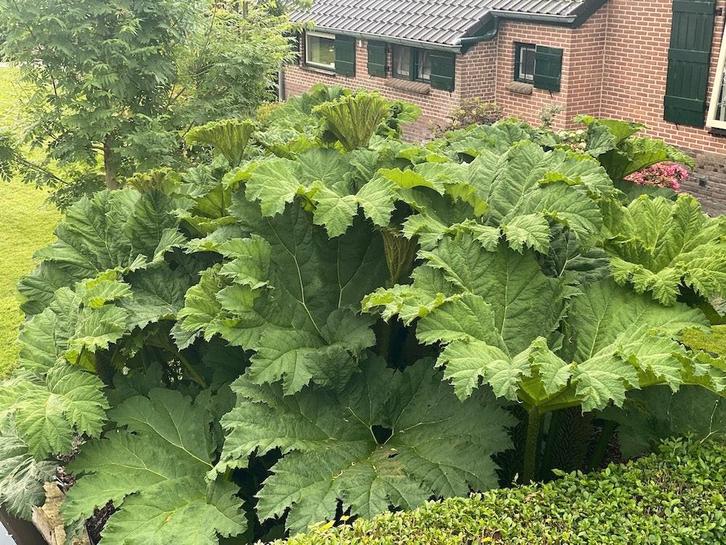 De echte grote gunnera manicata goed geworteld in grote kuip, Tuin en Terras, Planten | Tuinplanten, Vaste plant, Bodembedekkers