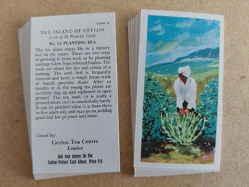 The Island of Ceylon complete set 24 tea cards 1955 beschikbaar voor biedingen