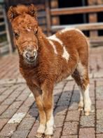 Lieve shetlander jaarling!, Dieren en Toebehoren, Merrie, 0 tot 2 jaar, A pony (tot 1.17m), Gechipt