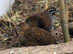 Koppel Madagaskar patrijs of parel kwartel, Meerdere dieren