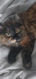 Geweldige Maine Coon kittens 😻😺💝💙🫶, Dieren en Toebehoren, Katten en Kittens | Raskatten | Langhaar, Meerdere dieren, Ontwormd