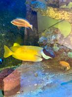 Aquarium vissen siganus vulpines en blauwe dokter xxl, Dieren en Toebehoren, Vissen | Aquariumvissen