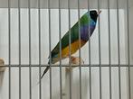 Gouldamadine warmkweek, Dieren en Toebehoren, Meerdere dieren, Tropenvogel
