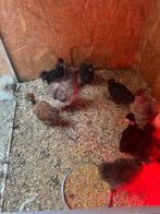 Mooie usa zijdehoender kuikens, Geslacht onbekend