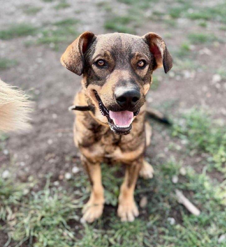 FANTASTISCH LEUKE JONGE REU JACKY GEK OP MENSEN EN HONDEN, Dieren en Toebehoren, Honden | Niet-rashonden, Middel, Reu, Particulier
