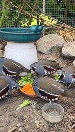 Kweekgroep bergkwartels, Meerdere dieren