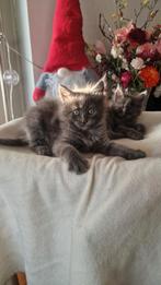 We hebben nestje volle maine coons die gouden mandje zoeken, Dieren en Toebehoren, Katten en Kittens | Raskatten | Langhaar, Poes