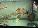 School van 9 Piranha's 20-25cm, Vis, Zoetwatervis, Schoolvis