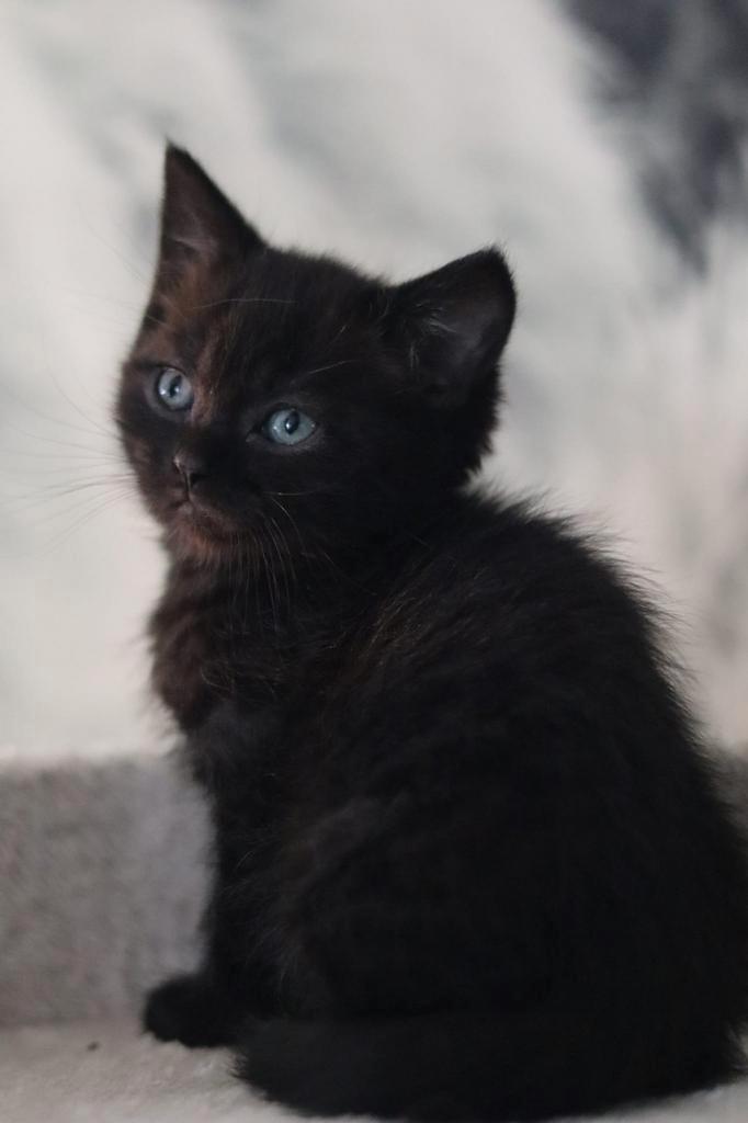 Halve britse korthaar kittens NOG 1 BESCHIKBAAR, Dieren en Toebehoren, Katten en Kittens | Overige Katten, Meerdere dieren