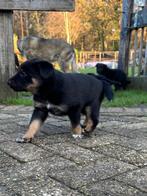 Duitse herder x australian shepherd pups, Dieren en Toebehoren, Honden | Herdershonden en Veedrijvers, CDV (hondenziekte), 8 tot 15 weken