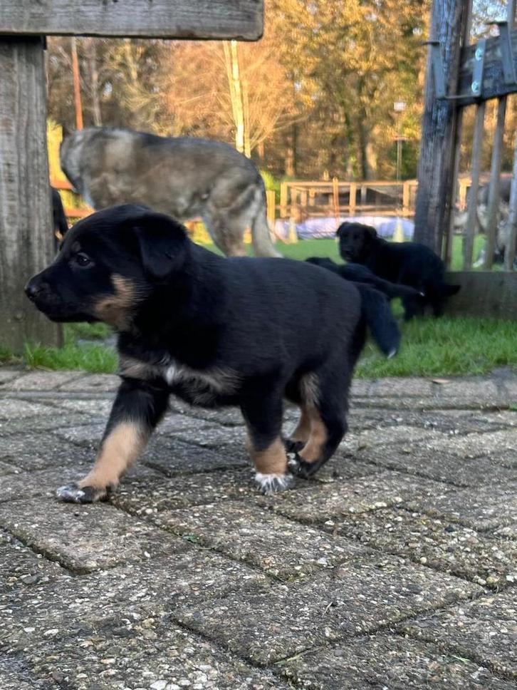 Duitse herder x australian shepherd pups, Dieren en Toebehoren, Honden | Herdershonden en Veedrijvers, Meerdere dieren, Herder