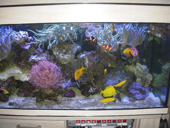 zee aquarium, Dieren en Toebehoren, Vissen | Aquaria en Toebehoren, Gebruikt, Leeg aquarium, Ophalen