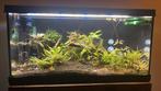 Aquarium incl inhoud en toebehoren zoals pomp, Dieren en Toebehoren, Vissen | Aquaria en Toebehoren, Ophalen of Verzenden, Zo goed als nieuw