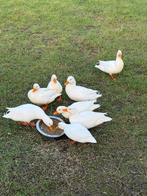 Witte eenden (kwekkers) ter overname, Meerdere dieren, Eend