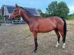 spring paard, Springpaard, Gechipt, Ruin, 3 tot 6 jaar