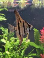 1 jonge maanvis Rio Nanay, Vis, Zoetwatervis, Schoolvis