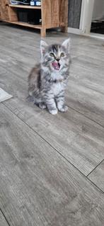 Liever main coon/ pers kittens, Dieren en Toebehoren, Meerdere dieren, Gechipt, 0 tot 2 jaar