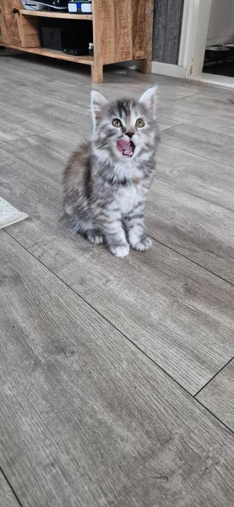 Liever main coon/ pers kittens, Dieren en Toebehoren, Katten en Kittens | Raskatten | Langhaar, Meerdere dieren, 0 tot 2 jaar