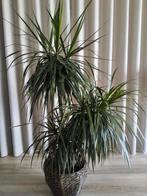 dracaena marginata xxl exclusief mand/pot., Huis en Inrichting, Ophalen, Halfschaduw, 100 tot 150 cm
