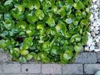 Mansoor, niet woekerende bodembedekker, 3 stks € 1,20, Tuin en Terras, Planten | Tuinplanten, Bodembedekkers, Vaste plant, Ophalen of Verzenden