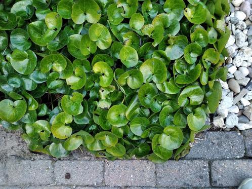 Mansoor, niet woekerende bodembedekker, 3 stks € 1,20, Tuin en Terras, Planten | Tuinplanten, Vaste plant, Bodembedekkers, Halfschaduw
