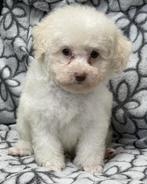 Prachtige creme kleurige dwergpoedel pup, Dieren en Toebehoren, Honden | Chihuahua's en Gezelschapshonden, Poedel, Reu, 8 tot 15 weken