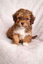 Super mooie gezonde boomer pups, Dieren en Toebehoren, Honden | Chihuahua's en Gezelschapshonden, Overige rassen, 8 tot 15 weken