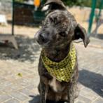 AIN: Banzai, Dieren en Toebehoren, Honden | Niet-rashonden, Rabiës (hondsdolheid), 1 tot 2 jaar, Buitenland, Groot