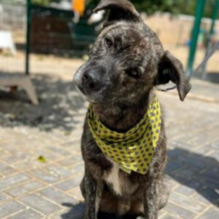 AIN: Banzai, Dieren en Toebehoren, Honden | Niet-rashonden, Groot, Reu, Handelaar, Eén hond, Buitenland, 1 tot 2 jaar, CDV (hondenziekte)