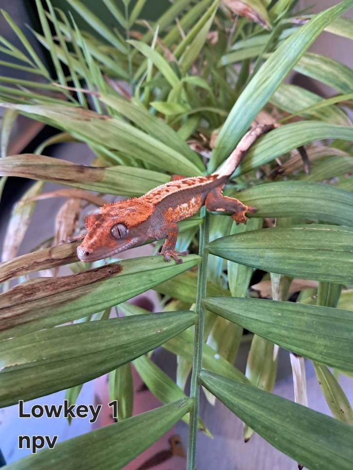 Wimpergekko (Correlophus
ciliatus)